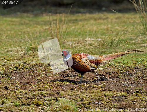 Image of Cock Pheasant