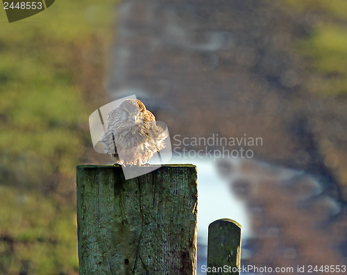 Image of Kestrel in Winter