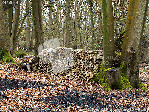 Image of Logs for Charcoal Burning