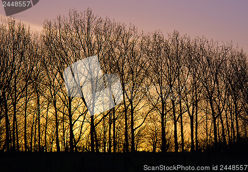 Image of New Year's Day Dawn