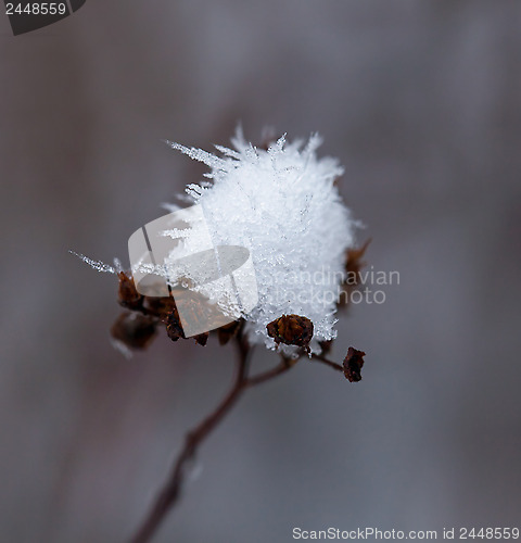 Image of Snow on Seedhead