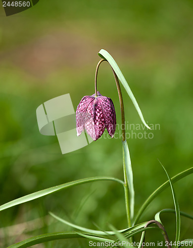 Image of Snake's Head Fritillary