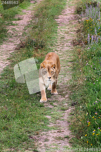 Image of Lioness walking on the road