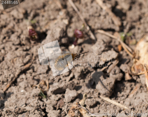 Image of Common Bee-Fly in Flight