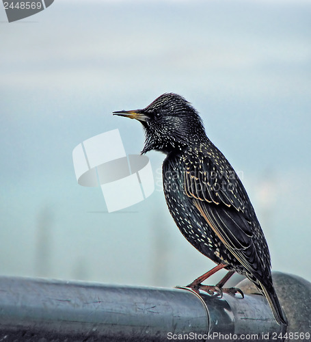 Image of Common Starling