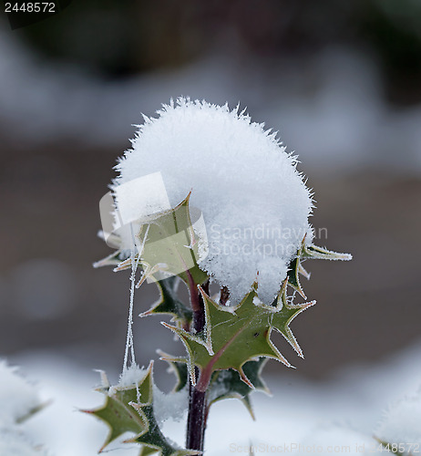 Image of Holly Snow Cone