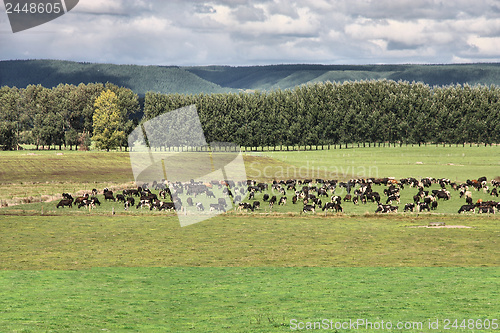 Image of Cattle in New Zealand