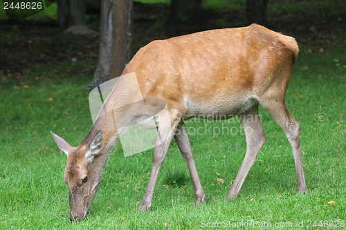 Image of Deer female