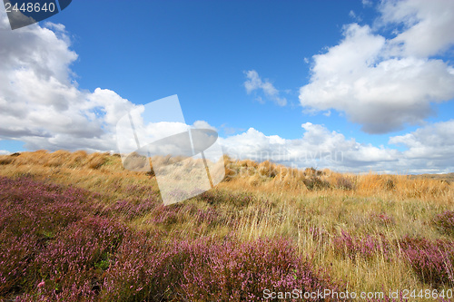 Image of New Zealand heath