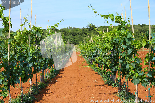 Image of Croatia agriculture