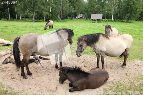 Image of Horse herd