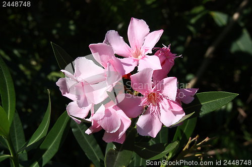 Image of Oleander