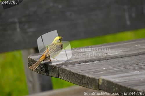 Image of Small Bird