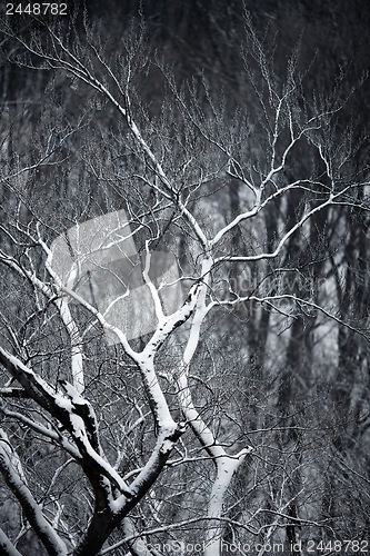 Image of Winter branches