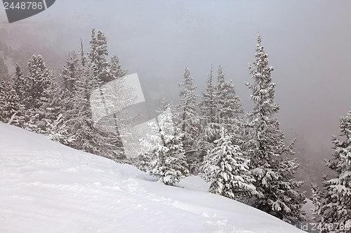 Image of Winter forest