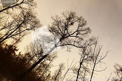 Image of Bare trees