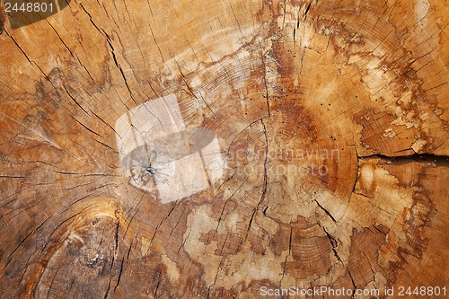 Image of Tree trunk