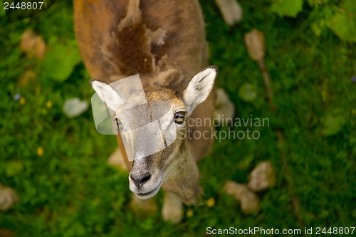 Image of Young Deer
