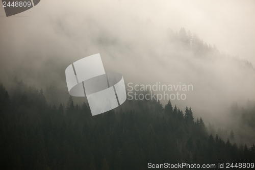 Image of Foggy forest