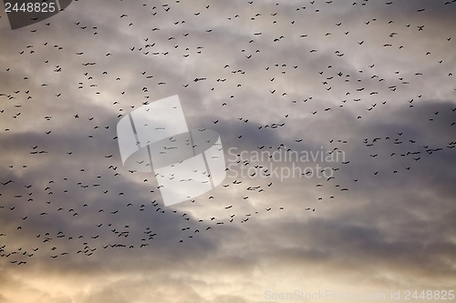 Image of Many birds