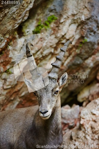 Image of Alpine Ibex