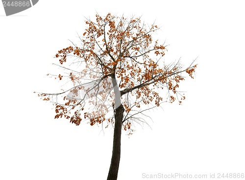 Image of Autumn Tree