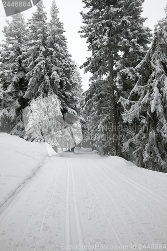 Image of Winter Forest