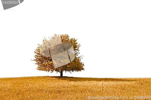 Image of Autumn Tree