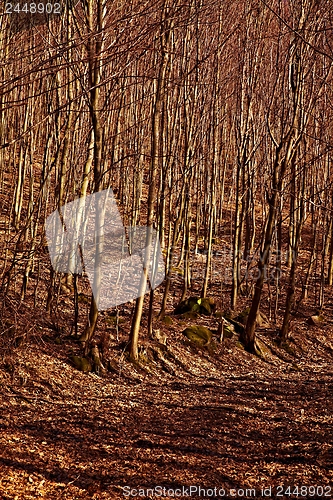 Image of Autumn