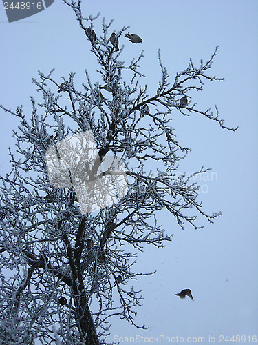 Image of flock of sparrows on the tree with hoarfrost