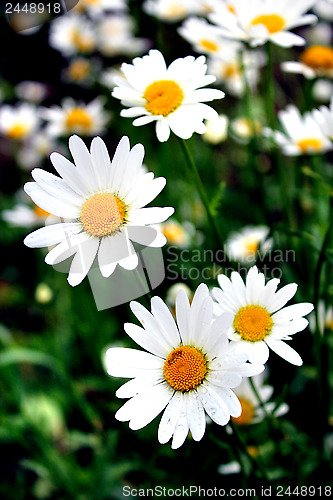 Image of white beautiful chamomiles