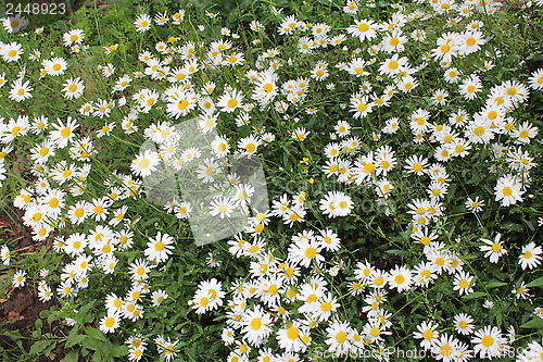 Image of flower-bed of white beautiful chamomiles