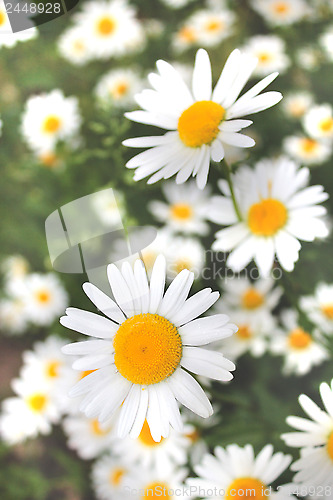 Image of white beautiful chamomiles
