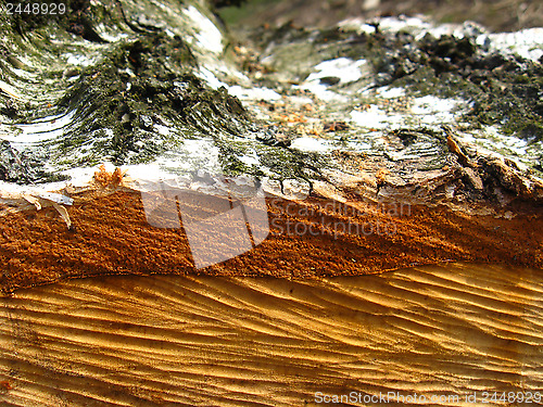 Image of Cut trunk of birch