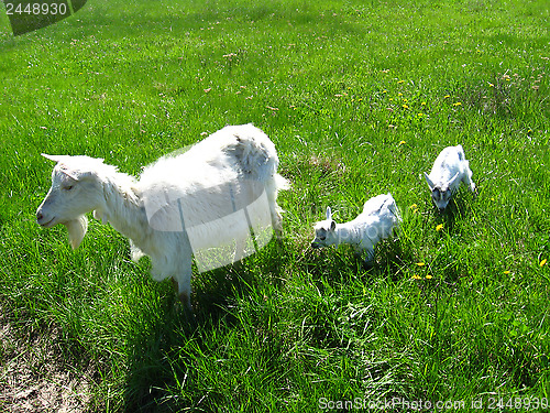 Image of Goat and two kids on a pasture