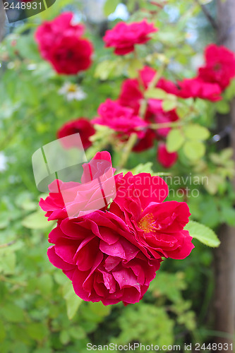 Image of beautiful flower of red rose