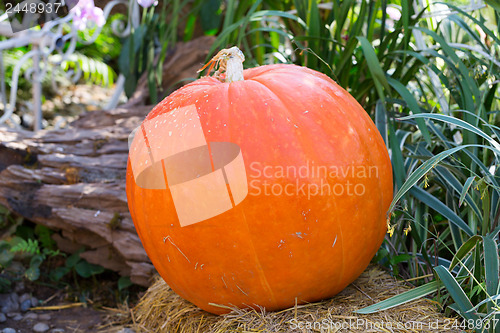 Image of large ripe pumpkin