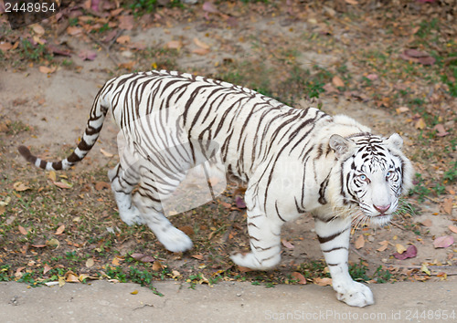 Image of White Tiger 