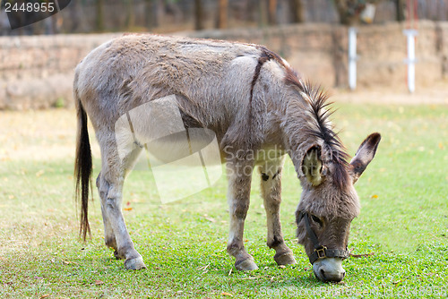 Image of Burro in the fields