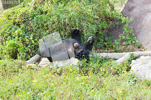 Image of male chimpanzees