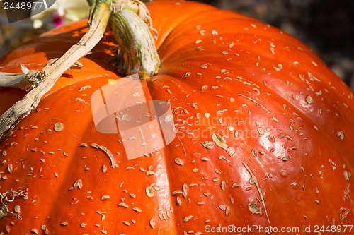 Image of Fragment of large ripe pumpkin 