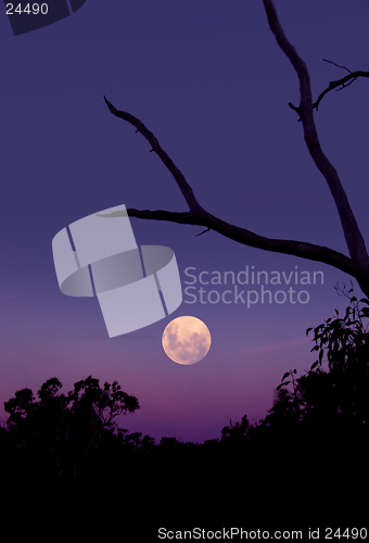 Image of Purple Moon