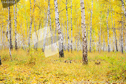 Image of autumn forest