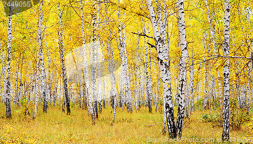 Image of autumn forest