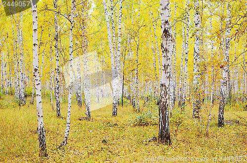 Image of autumn forest