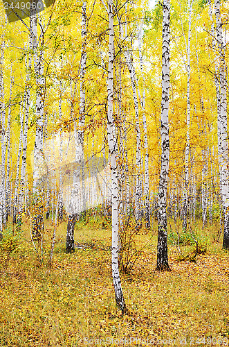 Image of autumn forest