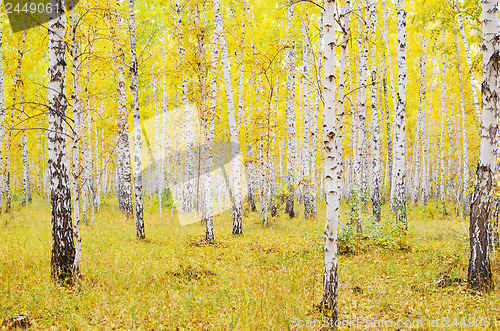 Image of autumn forest
