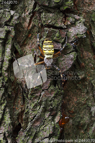 Image of Wasp Spider