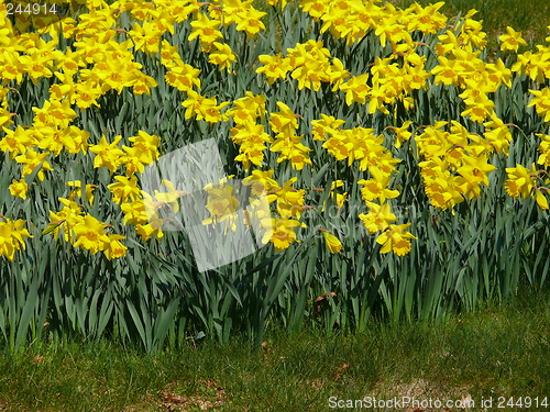 Image of Daffodil