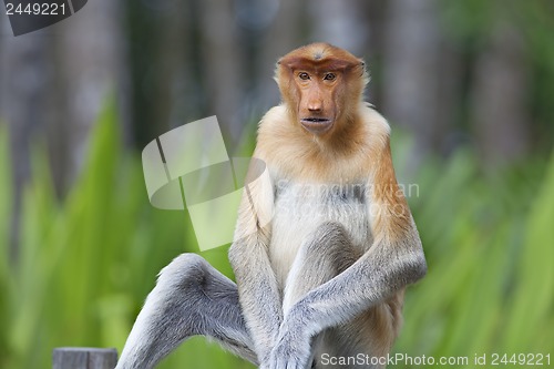 Image of Proboscis monkey